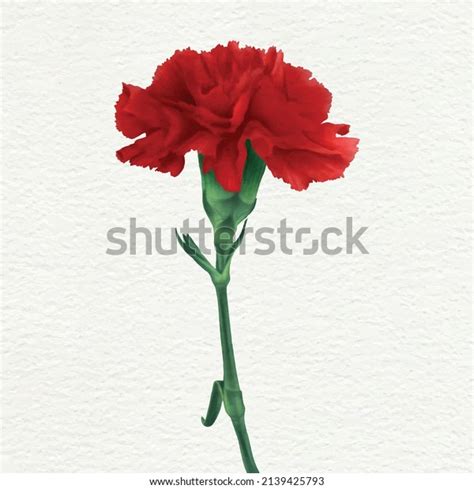 2,552 Carnation Flower Painting Images, Stock Photos & Vectors ...