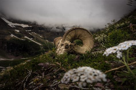 Bighorn Sheep Skull | Bighorn Sheep (Ovis canadensis) skull | GlacierNPS | Flickr