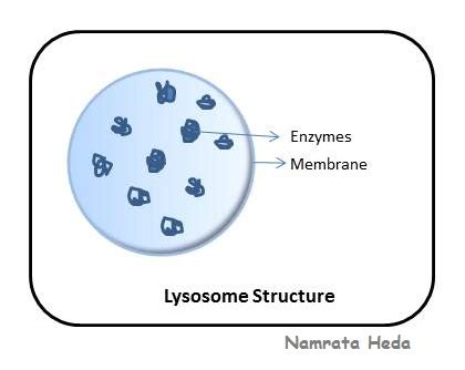 B for Biology: Lysosomes - Suicidal Bags