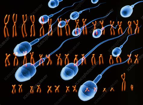 Male chromosomes - Stock Image - P656/0142 - Science Photo Library