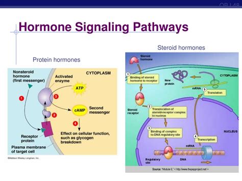 Generalized Hormone Signaling Pathway