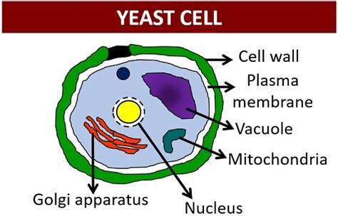 Fungal Cell Structure - Characteristics and Ultrastructure - Biology Reader