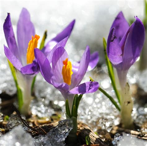 15 Best Winter Flowers - Flowers That Bloom in Winter