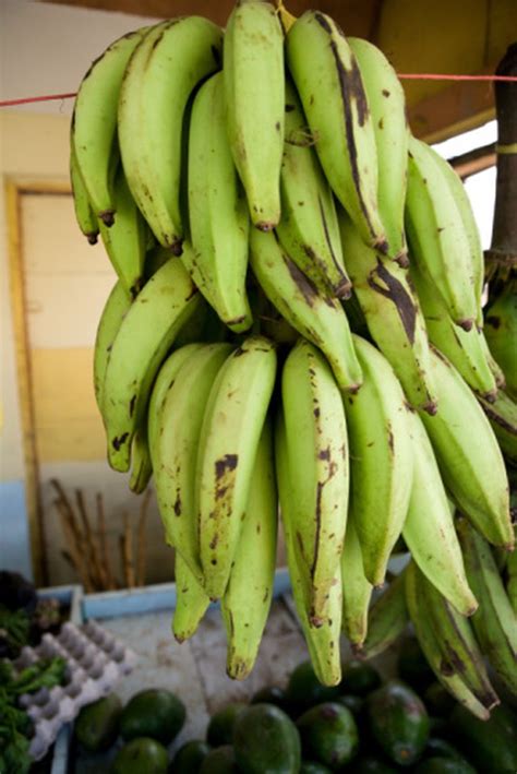 Is a Plantain a Fruit or a Vegetable? | Hunker