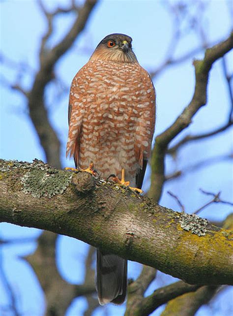 Birds: Sharp-Shinned Hawk