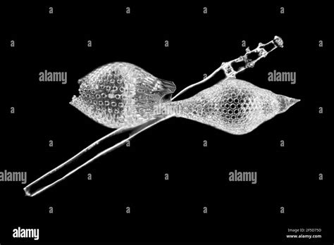 Radiolarian image hi-res stock photography and images - Alamy