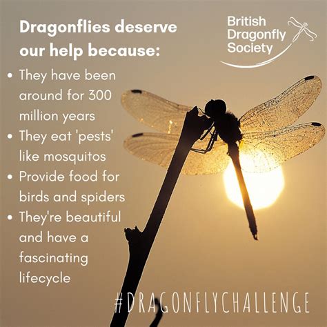 Dragonfly Challenge 2019 - British Dragonfly Society