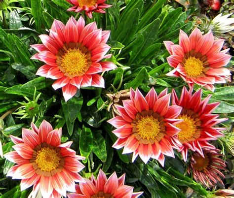 Gazania Kiss Rose Gazania Rigens Seeds