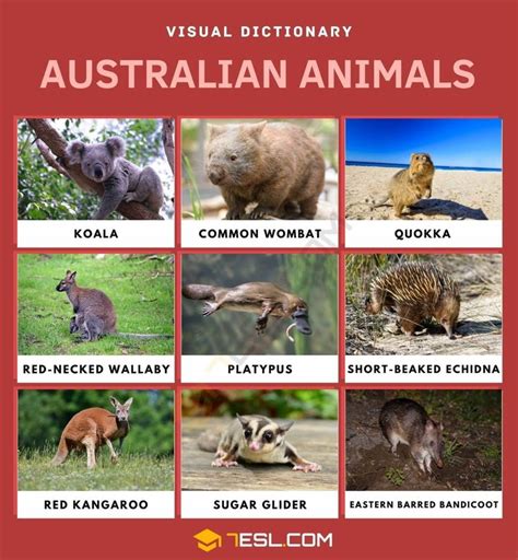 Australian Animals: List of Cute Australian Animals with Pictures ...