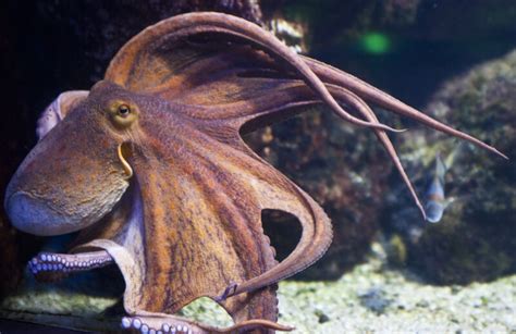 Embrace the Gulf 2020 – the cephalopods | Panhandle Outdoors