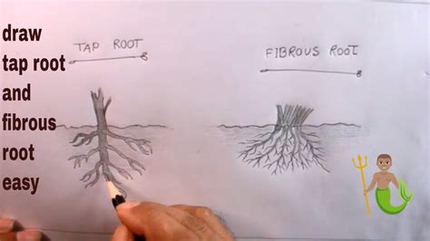 How TO Draw Tap Root And Fibrous Root Step By Step/How To Draw Fibrous ...