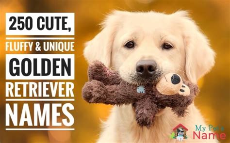 Golden Retriever Names: 101+ Best & Cute Names | My Pet's Name