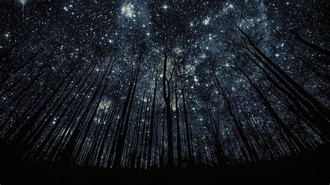 Download Starry Forest Best Ever Desktop Wallpaper | Wallpapers.com