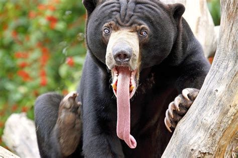 25 Hilarious Photos Of Animals Sticking Their Tongues Out - Bouncy Mustard