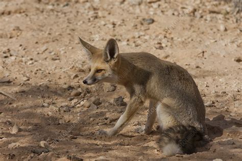 sand fox (Vulpes rueppellii) - Stock Image - C022/3122 - Science Photo Library