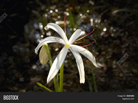 Swamp Lily Florida Everglades Image & Photo | Bigstock