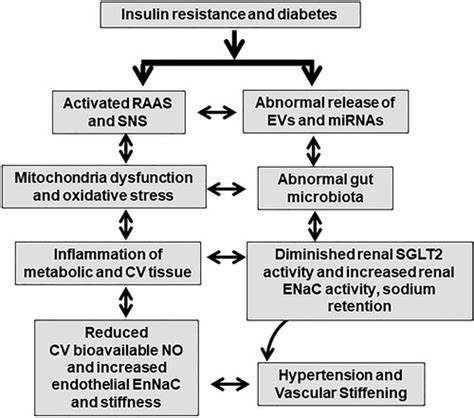 Hypertension in Diabetes: An Update of Basic Mechanisms and Clinical Disease | Hypertension