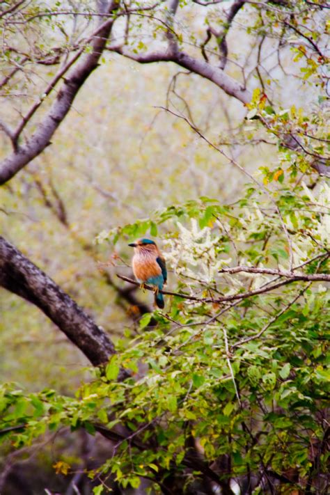 Indian roller (blue jay) | Footwa