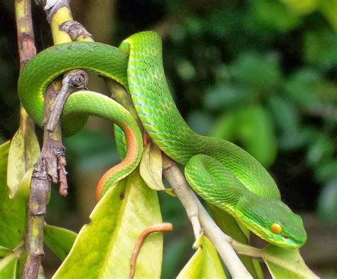 Trimeresurus albolabris ~ Reptiles World