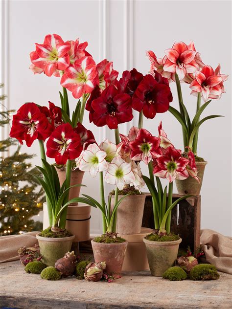 Premium Amaryllis Bulbs, 6 varieties | Gardener's Supply in 2021 ...