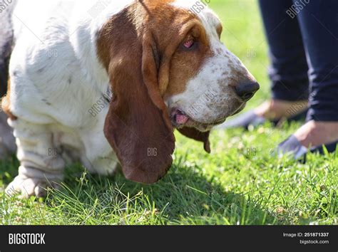 Bloodhound - Hunting Image & Photo (Free Trial) | Bigstock