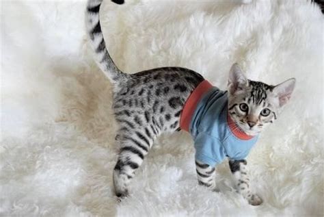 Exotic Silver Bengal Kittens for Sale in Myrtle Beach, South Carolina Classified ...