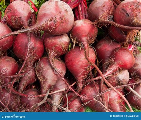 Organic Beets stock photo. Image of root, delicious, beets - 13856318