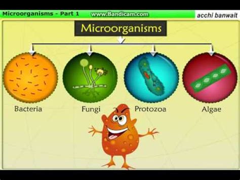 5 types of microorganisms