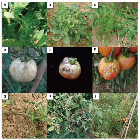 The tomato mosaic virus (ToMV) infection symptoms occur in tomato ...