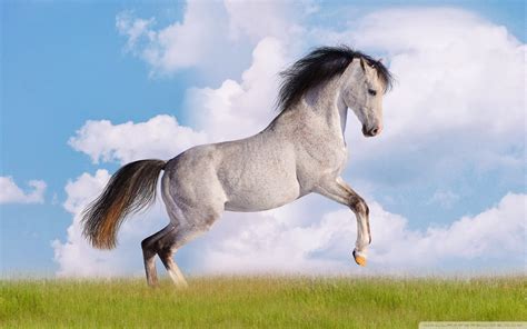 White Horse Wallpapers - beautiful desktop wallpapers 2014