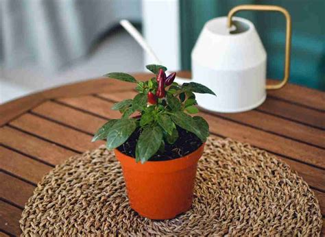 Planting Pepper Seeds Indoors: An Ultimate Guide | Plants Heaven