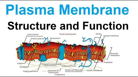 40 cell membrane structure and function worksheet - Best Place To Learning