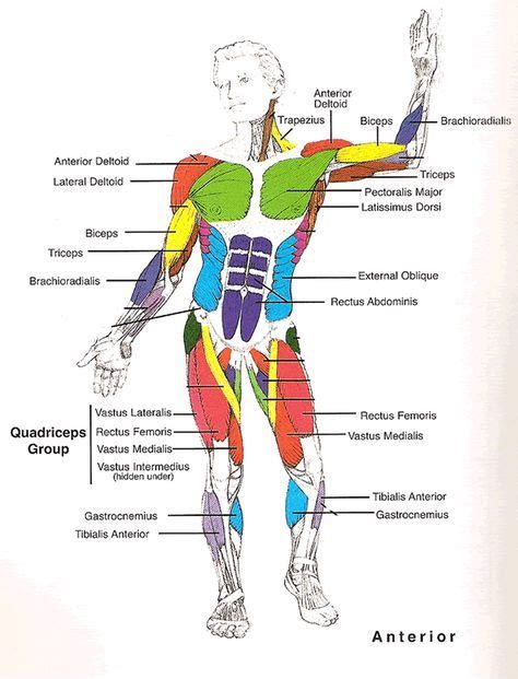 Muscles Diagrams: Diagram of muscles and anatomy charts | Muscle ...