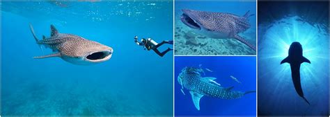 Whale Shark Conservation Projects | The Great Projects