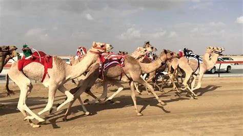 Camel Race Dubai - YouTube