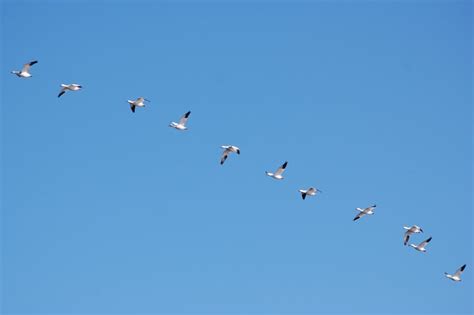 Snow Geese | Focusing on Wildlife