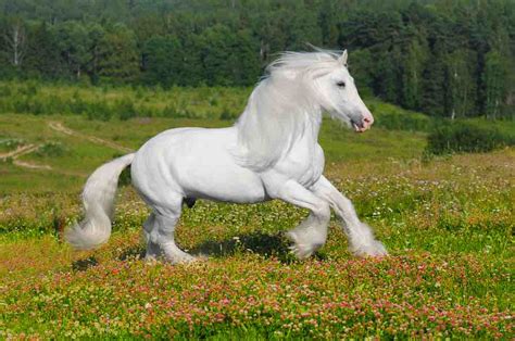 10 magnifiques chevaux à couper le souffle