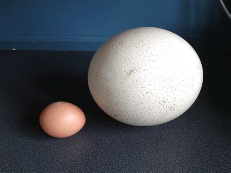 Ostrich Egg for sale in UK | 75 used Ostrich Eggs