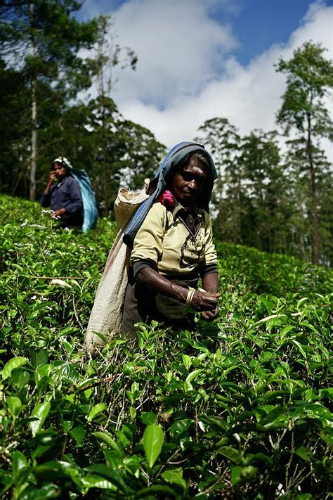 Tea Farm Sri Lanka Photograph by Chiara Schaaf - Fine Art America