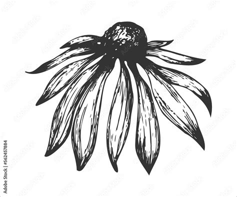 Echinacea drawing. Isolated flower and leaves. Herbal engraving style ...