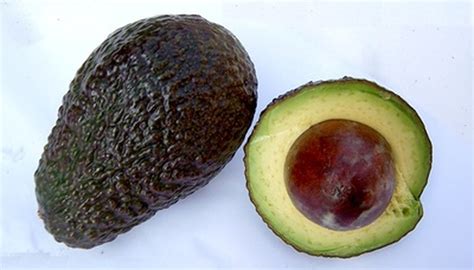 How to Grow Avocado Trees in Pots | Garden Guides