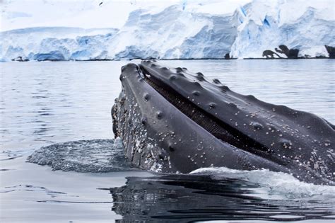 Antarctica South Georgia Remote Atlantic Islands Voyage Ascension St Helena Tristan da Cunha ...