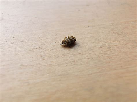 Tiny Black Bugs In House Near Window How To Get Rid Of Them | Psoriasisguru.com