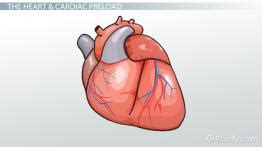 Cardiac Afterload: Definition & Reducing Agents - Video & Lesson Transcript | Study.com