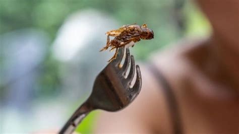 BBC World Service - Newshour, Eating lab-grown meat and insects to help fight climate change