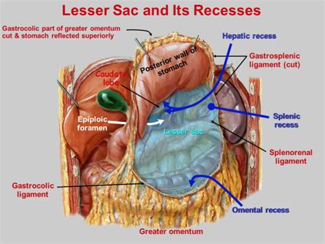 Αποτέλεσμα εικόνας για peritoneum | Digestive system anatomy, Anatomy, Bursa