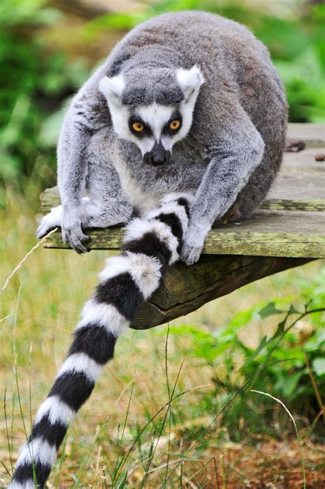 The Most Recognized Lemur Catta