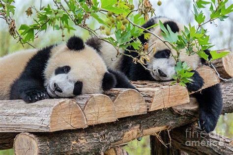 Giant Panda Twins Photograph by Arterra Picture Library