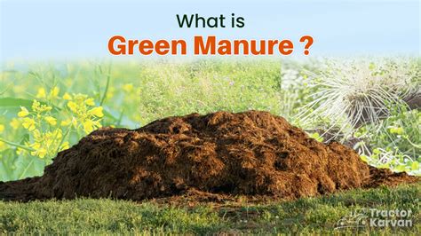 Green Manure Crops Types and Benefits - Tractorkarvan