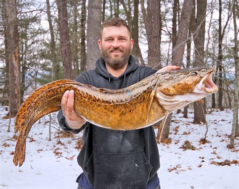 New Hampshire Fisherman Catches State Record Cusk Fish | Whiskey Riff